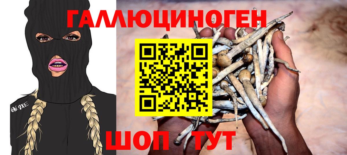 где купить   Галлюциногенные грибы GOLDEN TEACHER  Вход с VPN  Ачхой-Мартан  Псилоцибиновые грибы MAGIC MUSHROOMS 